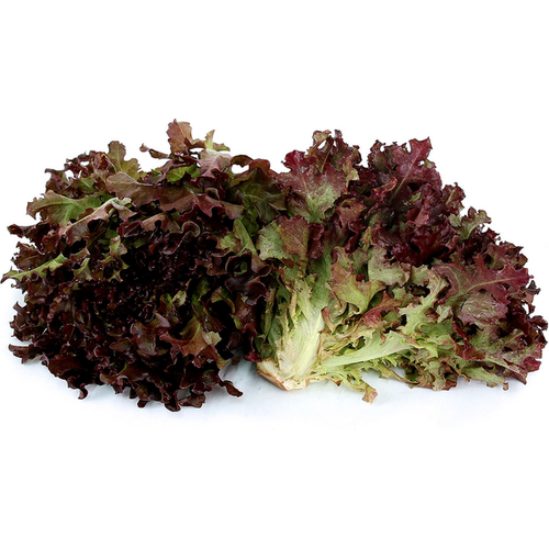 Lettuce - Red Oak (Each)