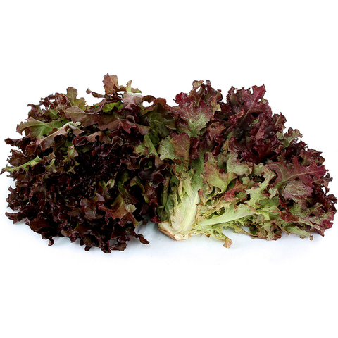 Lettuce - Green Oak (Box)
