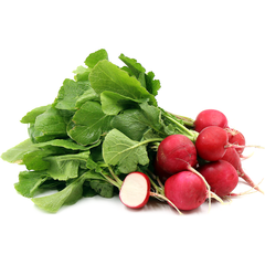 Radish (Bunch)
