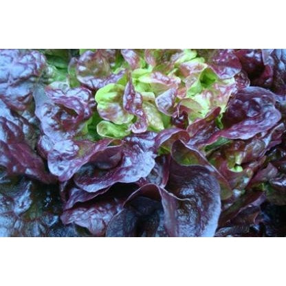 Lettuce Minuet (Each)