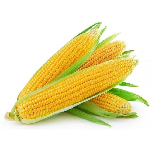 Sweet Corn (Each)